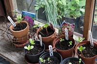 Les semis de Zinnia en pots sur le rebord de la fenêtre d'abri de jardin