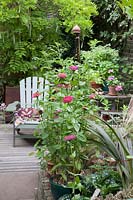 Petit jardin avec chaise Adirondack et pots de Zinnia 'Queen Red Lime' et 'Fireworks Purple Prince'