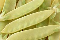 Pisum sativum 'Golden Sweet' - Pois mangue grimpant - gousses cueillies