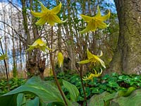 Erythronium americanum, Adder's Tongue, Serpent's Tongue, Snowdrop jaune dans les bois