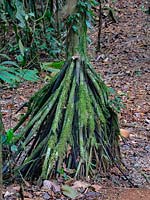 Iriartea deltoidea Walking palm dans la forêt tropicale du Costa Rica