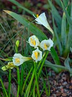 Narcissus cantabricus - jonquille cerceau blanc jonquille Old Vicarage East Ruston Norfolk