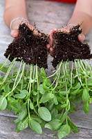Faire des plantes de basilic à partir d'une plante de supermarché - Ocimum basilicum