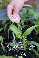 Utiliser l'avoine comme moyen de dissuasion contre les limaces autour des jeunes plants de maïs doux
