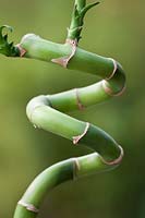 Tige de bambou en forme d'alphabet de jardinage numéro 3.