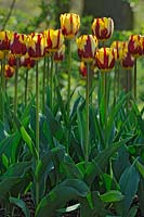 Tulipa 'Helmar' - Tulipes