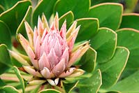 Protea cynaroides - Mini King Protea, Cape Town, Afrique du Sud.