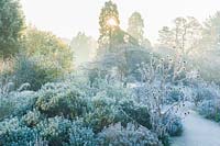 Vue du jardin sec avec des plantes méditerranéennes sur un matin glacial