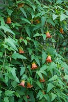 Canarina canariensis - Campanule des Canaries