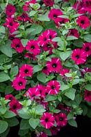 Pétunia Littletunia 'Illusion bicolore'