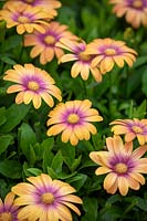 Osteospermum Serenity «Beauté rougissante»