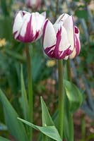 Tulipa 'Le favori de Rem'