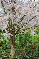 Prunus pendula var. ascendens 'Rosea'