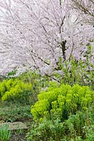 Prunus pendula f. ascendens 'Rosea' - Cerisier pleureur ascendant 'Rosea' sous-planté d'Euphorbias.