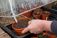 Placer le pot de graines semées dans un propagateur chauffé