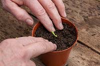 Transplanter les semis germés individuellement en pot