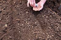 Semer des graines directement dans le sol du jardin, semer dans des semoirs