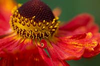 Helenium 'Moerheim Beauty' - Sneezeweeds 'Moerheim Beauty'