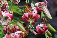 Lilium 'Black Beauty' - Orienpet Lily