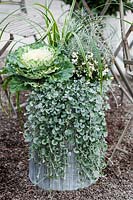Jardinière à thème blanc et argent avec Kale ornemental, Dichondra argentea 'Silver Falls', Pernettya, Calocephalus brownii 'Silver Cushion' et Carex morrowi.