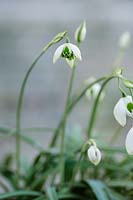 Galanthus 'Ophelia' - Perce-neige