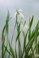 Galanthus gracilis - Perce-neige