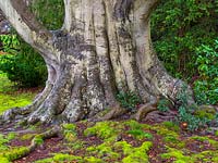 Fagus sylvestris - hêtre commun - tronc mature avec racines et mousse en premier plan