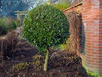 Laurus nobilis - arbre de la baie standard à East Ruston Old Vicarage garden, Norfolk, Royaume-Uni.