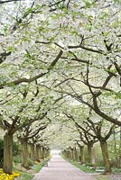 Prunus serrulata Avenue 'Shirotae' à l'abbaye et jardins de Valloiires, Picardie