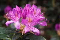 Rhododendron 'Mme Davies Evans'
