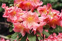 Rhododendron 'Chœur de Bach'