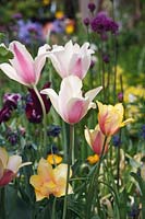 Tulipa 'Dame rougissante'