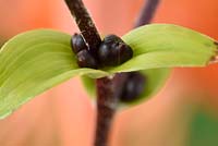 Lilium lancifolium 'Splendens' - Lys à feuilles de lance - syn. Lilium tigrinum 'Splendens', Lilium tigrinum subsp. splendens, bulbilles formées à l'aisselle des feuilles