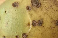 Solanum tuberosum - pomme de terre avec gale Streptomyces - gale commune et verte à une extrémité où elle est exposée à la lumière car pas entièrement mise à la terre