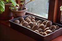 Solanum tuberosum 'Charlotte' - chitting des pommes de terre de semence sur un rebord de fenêtre