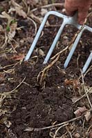 Soulever avec soin les rhizomes des liserons - Calystegia sp. du potager à l'aide d'une fourchette et en tirant très doucement. Une petite pousse de surface révèle un vaste réseau de racines blanches fragiles.