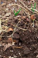 Soulever avec soin les rhizomes des liserons - Calystegia sp. du potager au printemps à l'aide d'une fourchette et en tirant très doucement. Une petite pousse de surface révèle un vaste réseau de racines blanches fragiles.