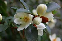Michelia yunnanensis syn. Magnolia laevifolia a des fleurs légèrement parfumées
