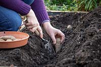 Planter des pommes de terre précoces dans une tranchée.