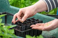 Semer des graines de maïs doux dans les modules d'entraînement des racines. Zea mays.