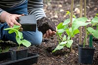 Planter de jeunes plants de haricots à la base d'un tipi de canne à sucre. Phaseolus coccineus 'White Lady' - Haricot frais