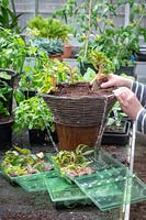 Planter un panier suspendu à l'aide de plantes en bouchon de bégonia par correspondance