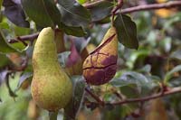 Fruit craquelé et fendu sur Pyrus communis 'Concorde' - Le poirier a permis l'entrée de maladies fongiques