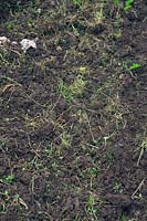 L'utilisation d'un rotorvator peut favoriser les problèmes de graminées en coupant et en replantant les mauvaises herbes gênantes.