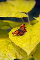 Polygonia c-album - virgule papillon sur Catalpa bignonioides 'Aurea' - Haricot indien doré