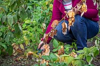 Enlever les tiges malades des framboises qui souffrent de pourriture de la tige de la canne à sucre.