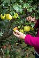 Retirer les pommes pourries pour éviter la propagation de la pourriture
