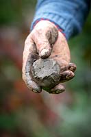 Test d'échantillon de sol. Mouiller et rouler la terre en boule puis appuyer avec le pouce. Une finition brillante une fois pressée indique un sol argileux.