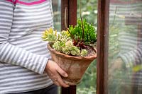 Apporter un pot de succulentes tendres dans la serre pour hiverner