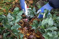 Couper Helleborus - Hellébore - feuilles pour révéler les boutons floraux émergents